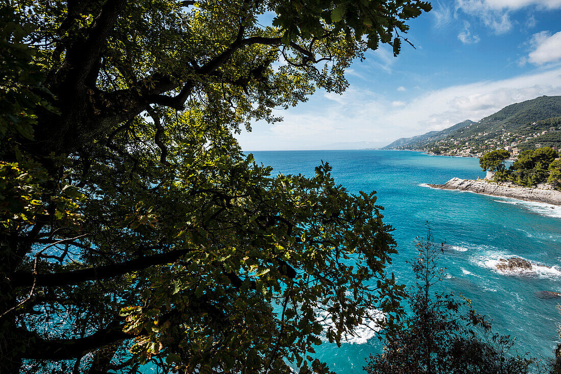 Coastline, Camogli, province of Genua, Italian Riviera, Liguria, Italia