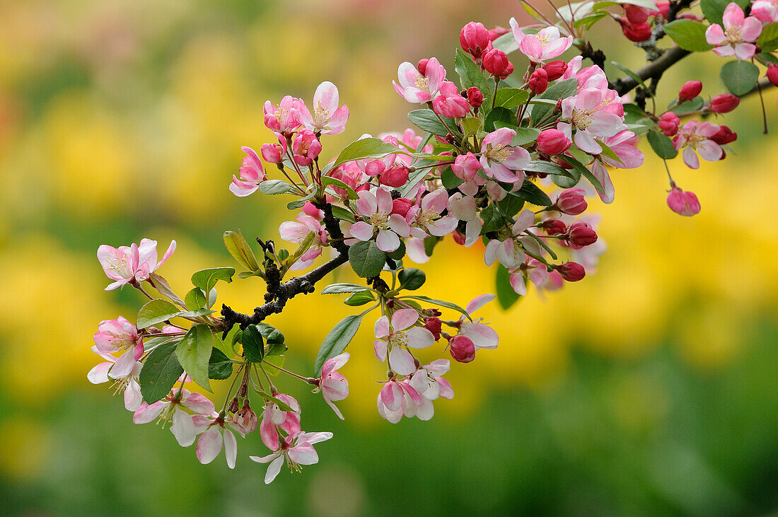 Malus floribunda, Wildapfel, Deutschland, Europa