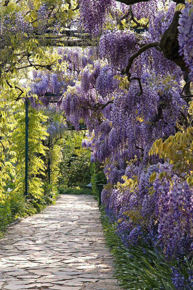 Wisteria floribunda, Japanese Wisteria, Germany, Europe