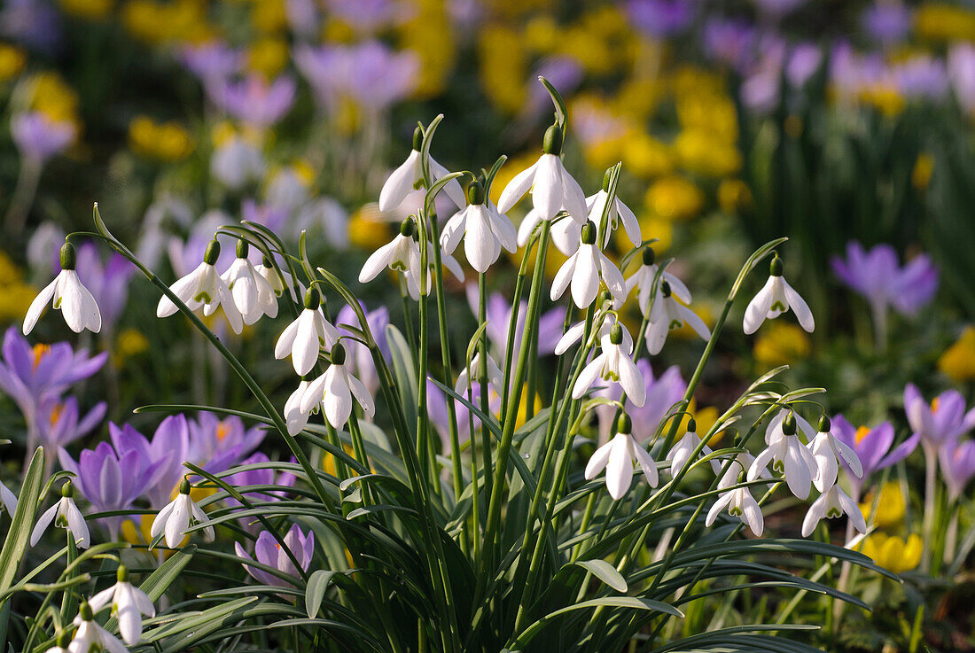 Galanthus, snowdrops, Germany, Europe