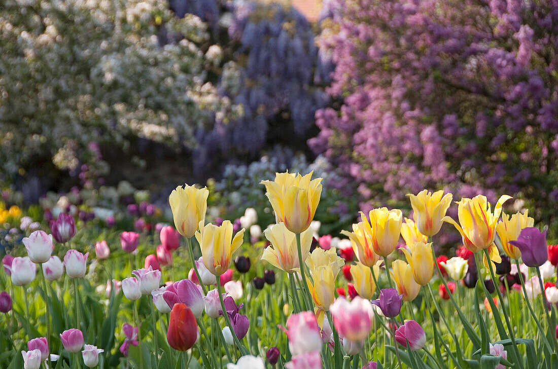 Spring at Hermannshof, Weinheim, Baden-Wuerttemberg, Germany, Europe