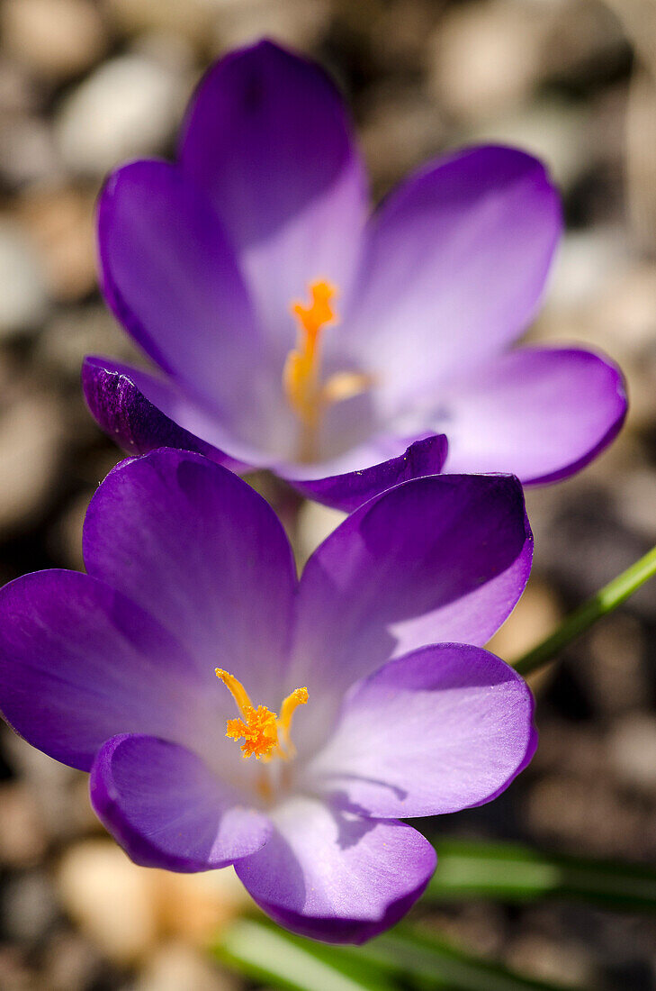 Violet Blühende Krokus, Deutschland, Europa