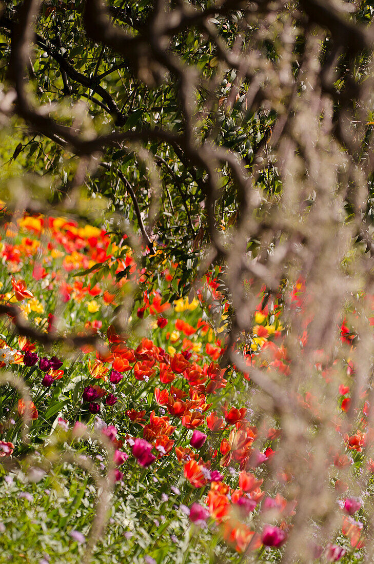 Tulips in the garden, Hermannshof, Weinheim, Baden-Württemberg, Germany, Europe