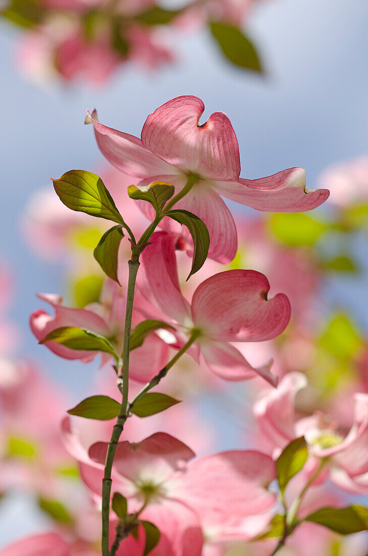 Östlicher Blumen Hartriegel, Cornus florida f. rubra, Deutschland, Europa