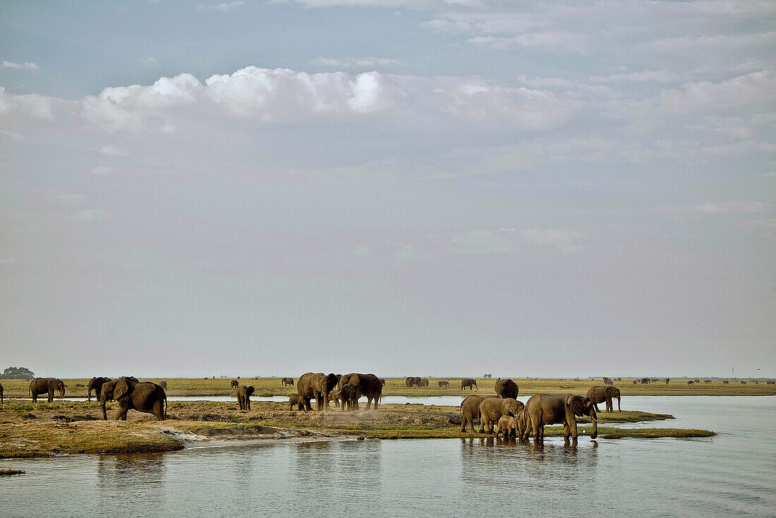 Elephants on the banks of the Chobe River, Botswana, Africa