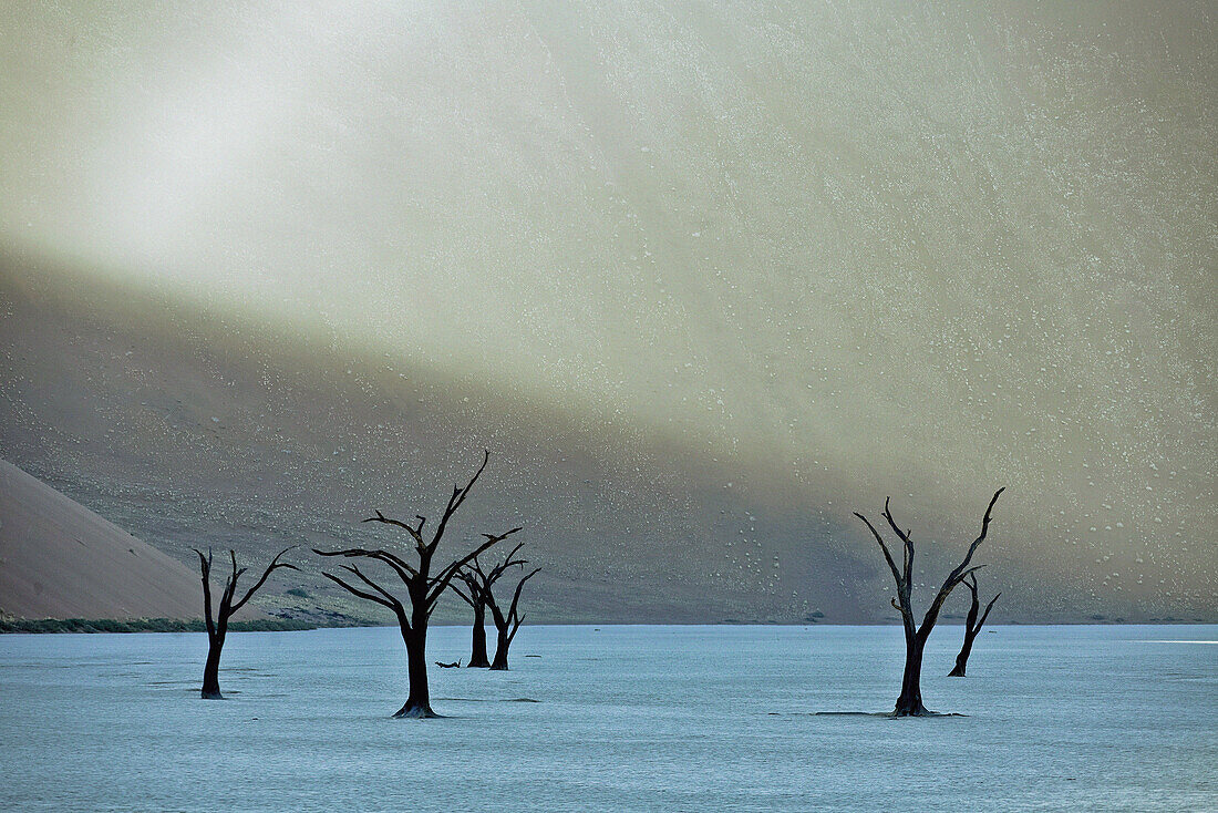 Dead camel thorn trees in Dead Vlei, Namib Desert, Namibia, Africa