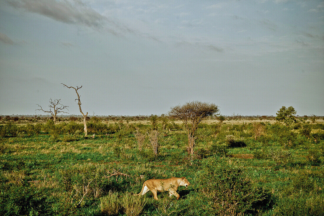 Eine Löwin streift durch die Grassavanne, Krüger Nationalpark, Südafrika, Afrika