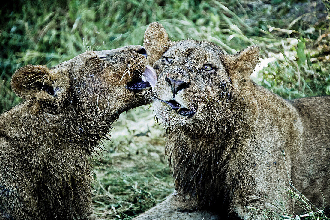 Two young lions licking and grooming each other on Duba Island, Okavango Delta, Botswana, Africa