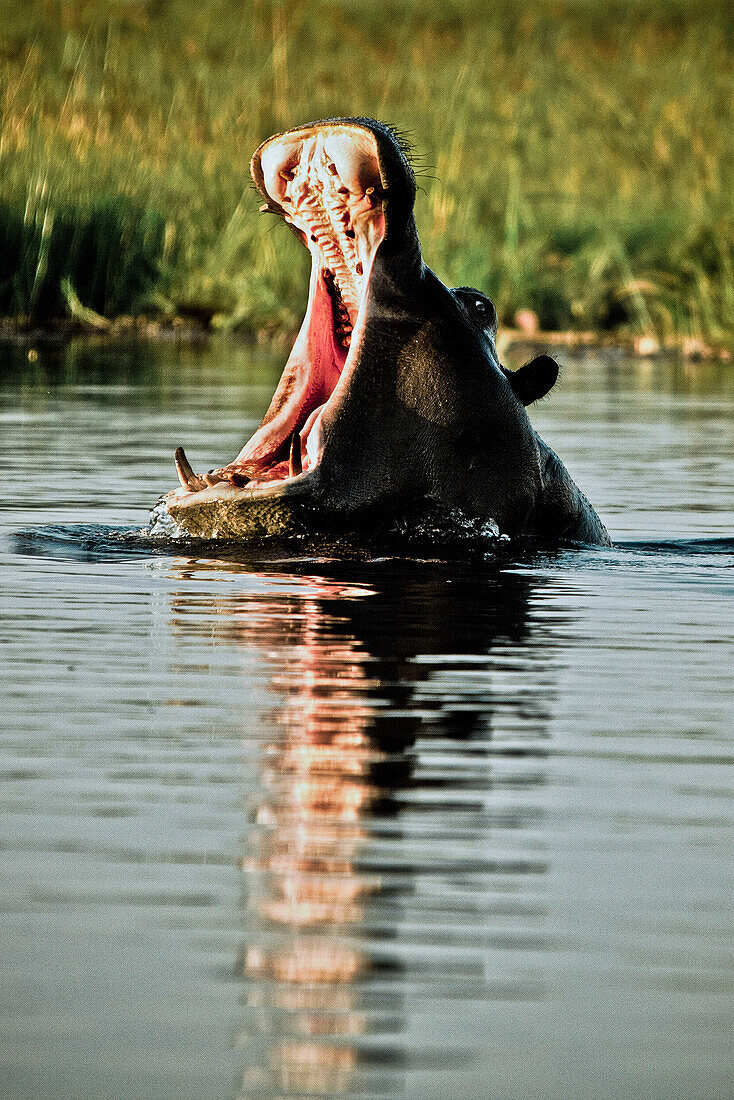 Flusspferd mit aufgerissenem Maul, Okavango Delta, Botswana, Afrika