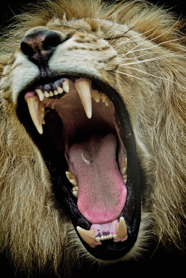 Gähnendes Löwenmännchen, Sabi Sands Tierreservat, Südafrika, Afrika