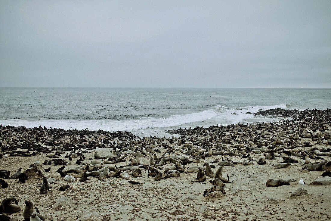 Eared seals on the beach along the Skeleton Coast, Namibia, Africa