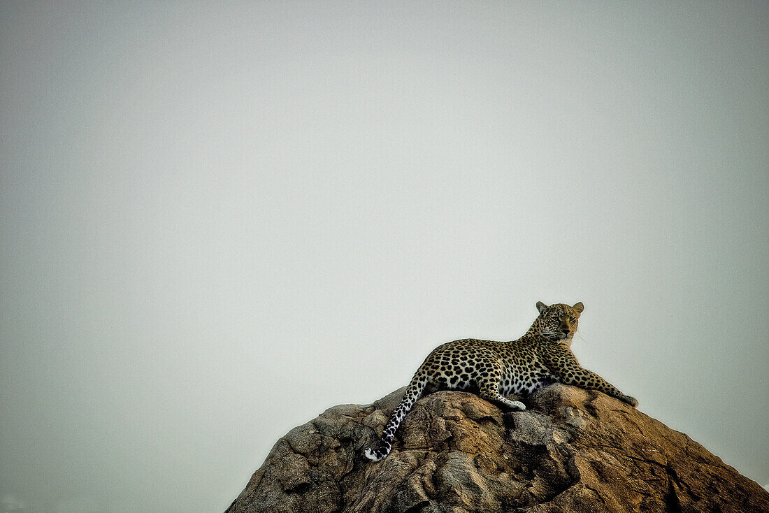 Leopard lying on a rock, Sabi Sands Game Reserve, South Africa, Africa