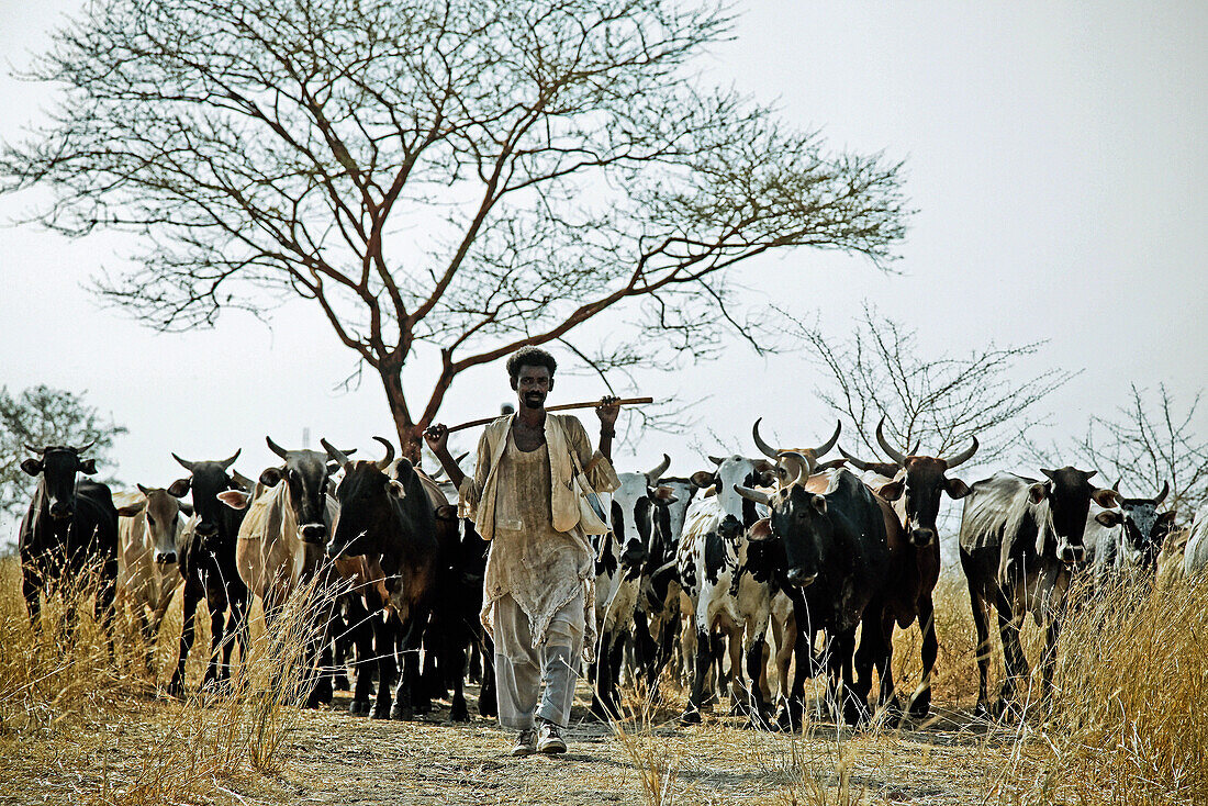 Cattle herdsman in East Sudan, Africa