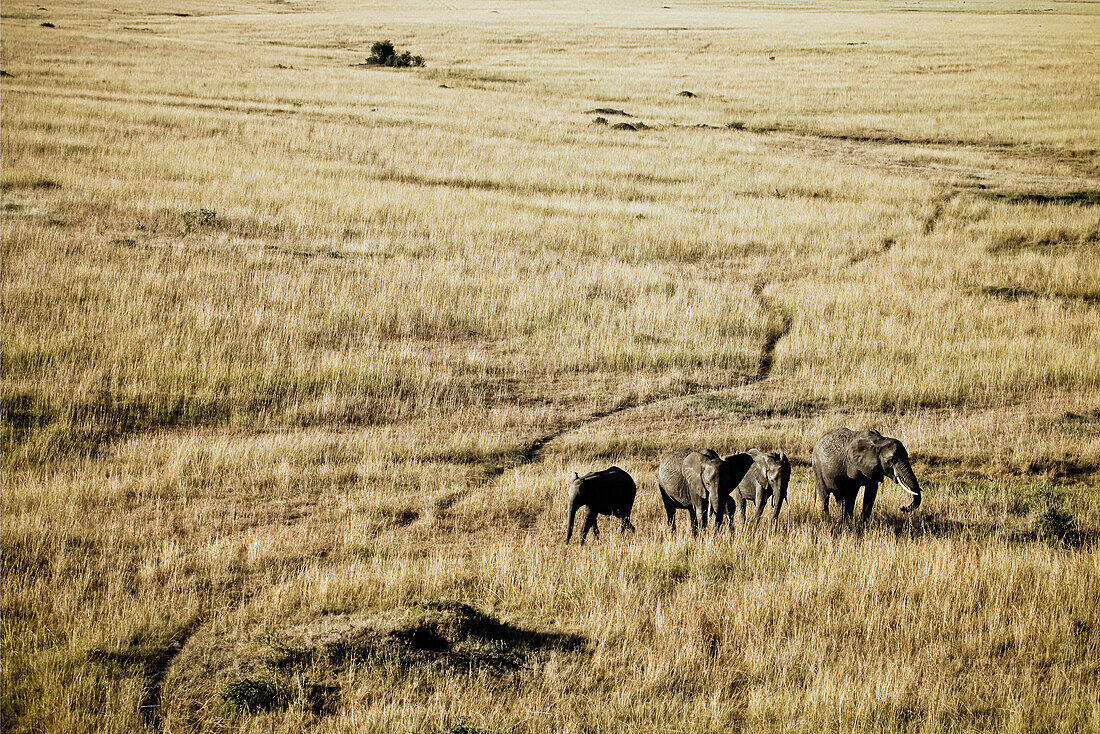 Eine Gruppe Elefanten in der Masai Mara, Kenia, Afrika