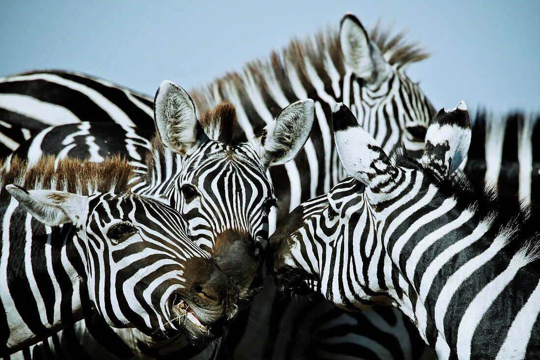 Zebras in East Africa, Africa