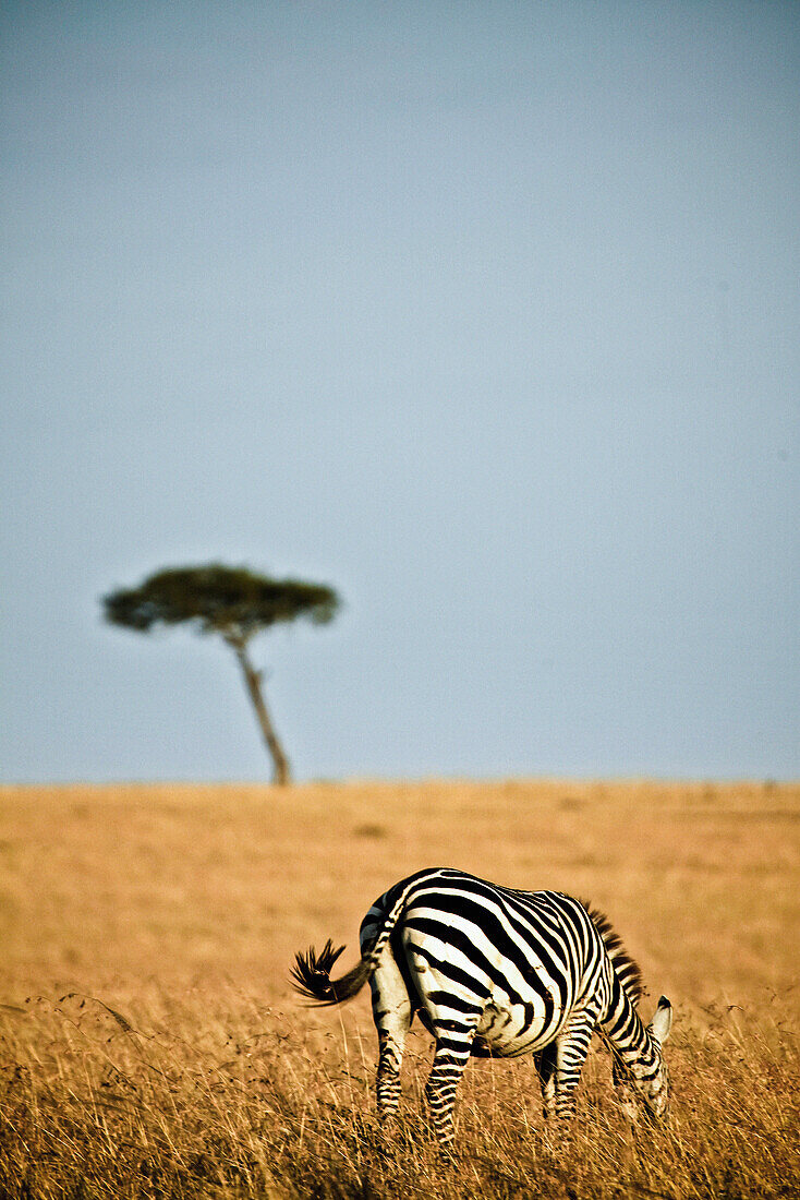 A lonely zebra in the savanne of the Masai Mara, Kenya, Africa
