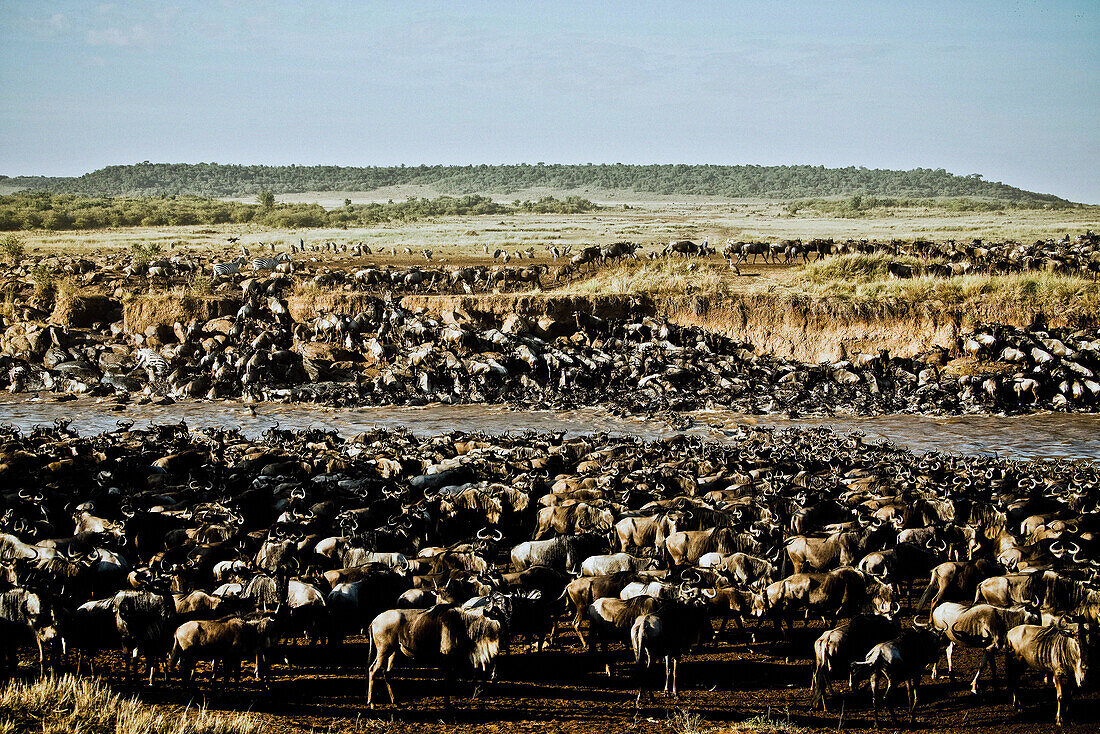 Eine Gnuherde durchquert den Mara Fluss in der Masai Mara, Kenia, Afrika