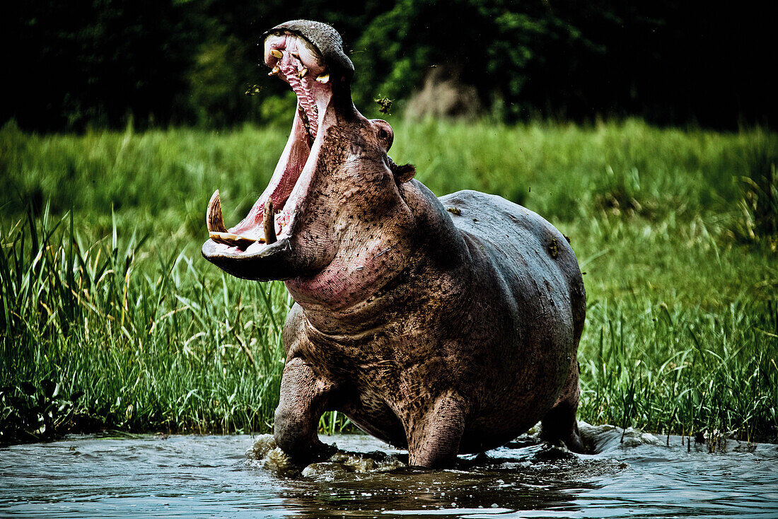 Flußpferd in Drohgebärde am Weißen Nil, Murchison Falls Nationalpark, Uganda, Afrika