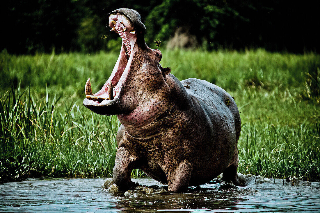 Hippopotamus with threatening grunt on the banks of the white nile, Murchison Falls National Park, Uganda, Africa