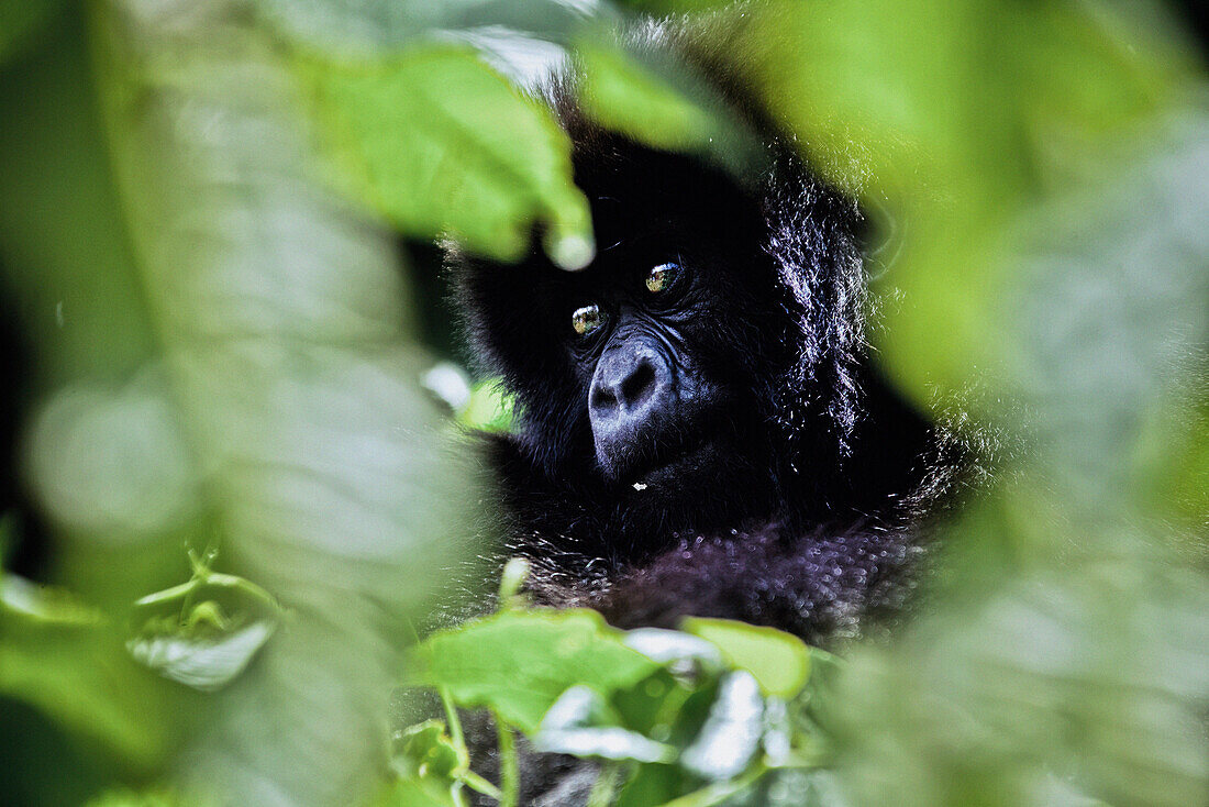 Young mountain gorilla hidden by green leaves, Volcanoes National Park, Ruanda, Africa