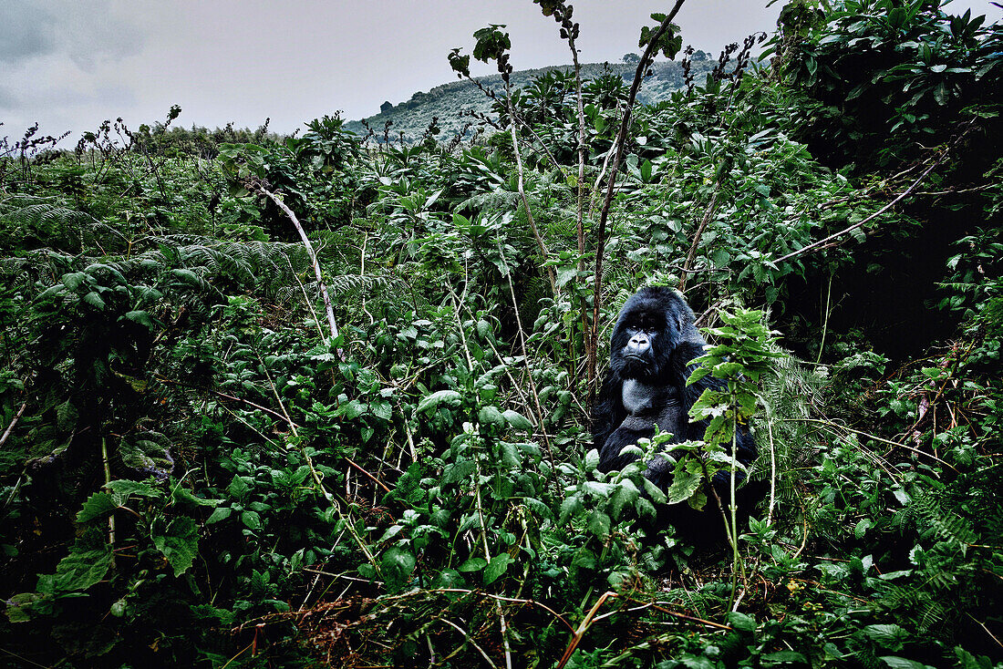 männlicher Berggorilla genannt Silberrücken im Bergdschungel des Parc National des Volcans, Ruanda, Afrika