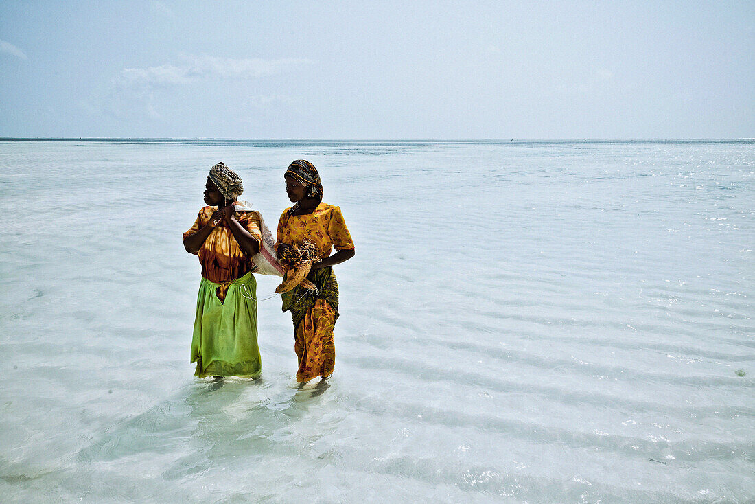 zwei Algenbäuerinnen stehen im seichten Wasser, Sansibar, Tansania, Afrika