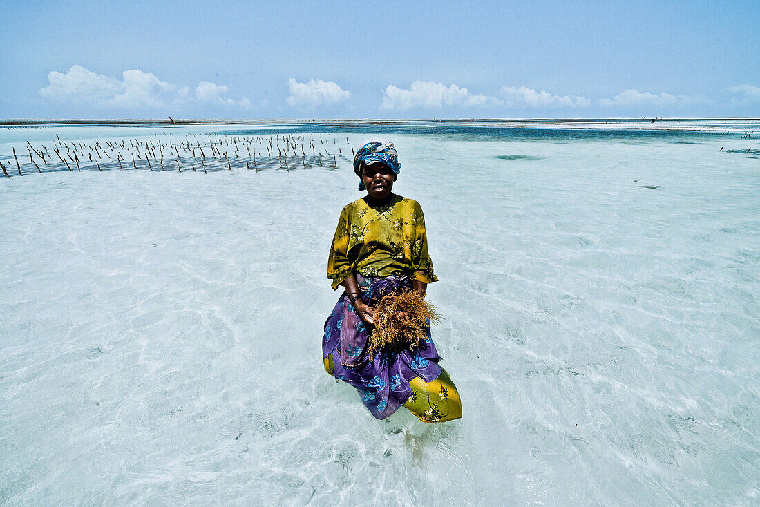Algae farmer in shallow water, Zanzibar, Tanzania, Africa
