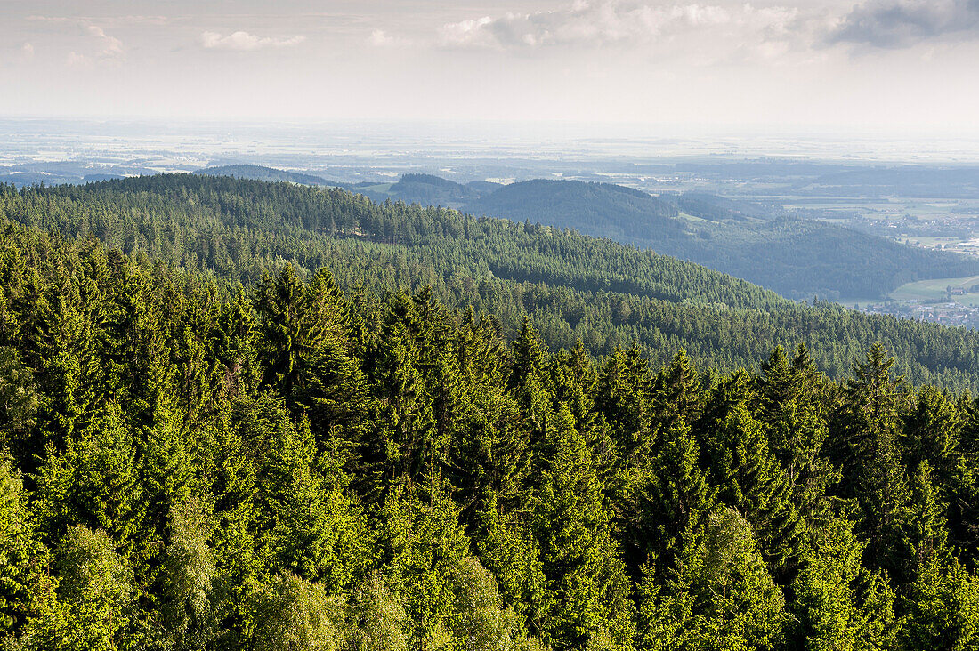 Blick über Fichtenwald auf Vorderen Bayrischen Wald, Maibrunn, Vorderer Bayerischer Wald, Bayern, Deutschland