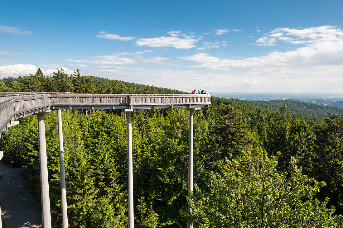 Tree top walk over a spruce forest, Maibrunn, Bavarian Forest, Bavaria, Germany