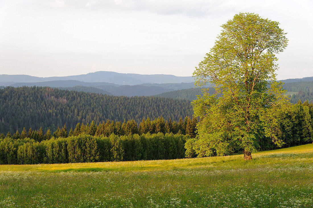 Landschaft in Sumava Nationalpark, Baum, Wiesen, Wälder, Böhmerwald, Tschechien