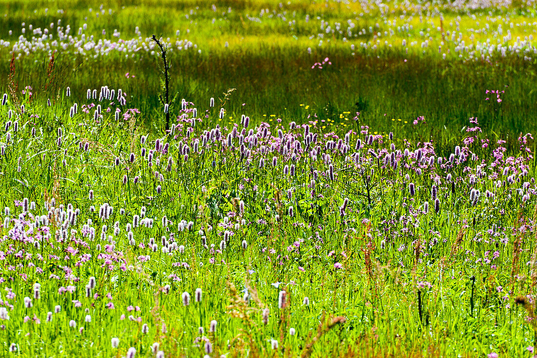 Feuchtwiese mit Blumen, Nationalpark bei Sankt Oswald, Bayerischer Wald, Bayern, Deutschland