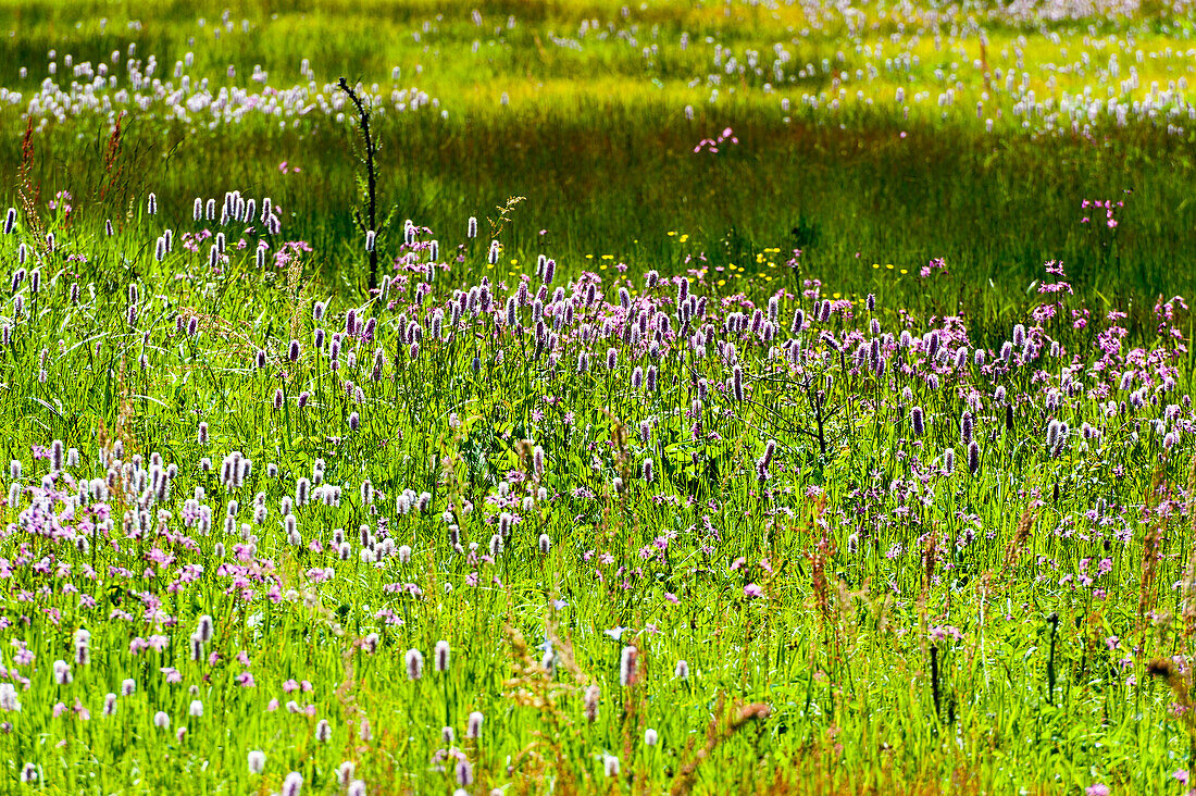 Marsh with wild flowers, national park near Sankt Oswald, Bavarian Forest, Bavaria, Germany