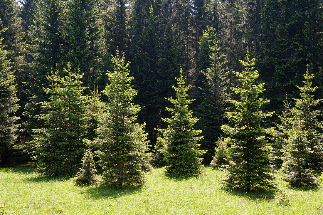 Junge Fichten auf Wiese am Waldrand Nationalpark Bayerischer Wald, Bayerischer Wald, Bayern, Deutschland