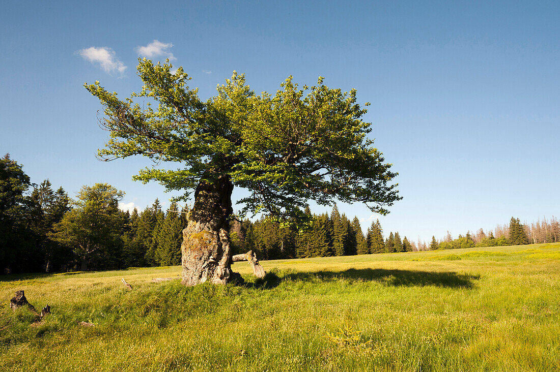 Old gnarled tree, Hochschachten, former meadow in forest, Bavarian Forest National Park, Bavaria, Germany