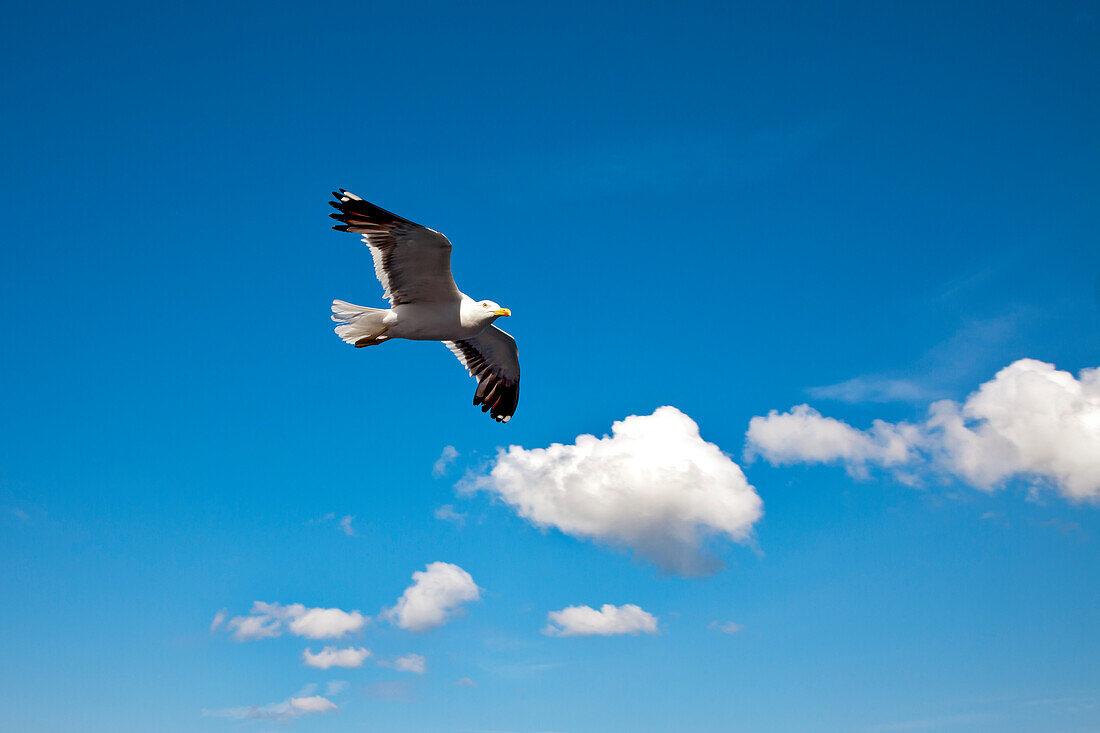 Möwe, Nordsee, Schleswig-Holstein, Deutschland