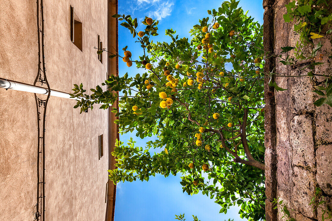 Lemon tree in the old town of Sorrento, Peninsula of Sorrento, Bay of Naples, Campania, Italy