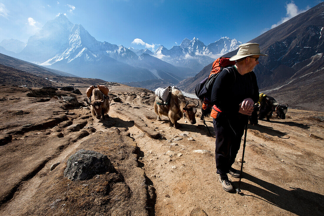 A trekker in Nepal looks over his shoulder at the approaching yak train Solukhumbu Region, Nepal