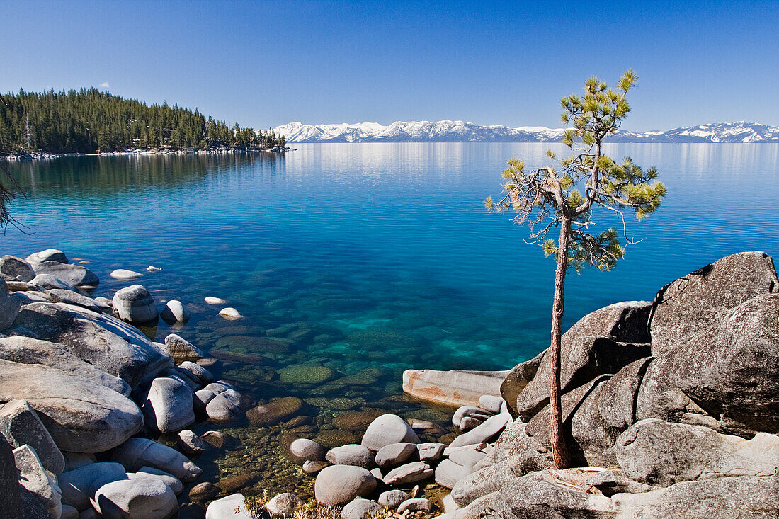 A lone pine tree on the rocky shore of Lake Tahoe in Nevada, Lake Tahoe, NV, USA