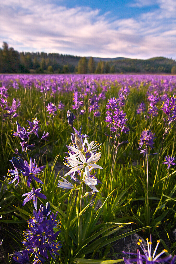 A single white Camas Lily flower in a field of purple flowers at Sagehen Meadows near Truckee in California, Sagehen Meadow, CA, USA