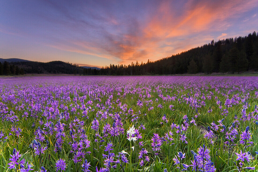 A single white Camas Lily flower in a field of purple flowers atsunrise in Sagehen Meadows near Truckee in California, Sagehen Meadow, CA, USA