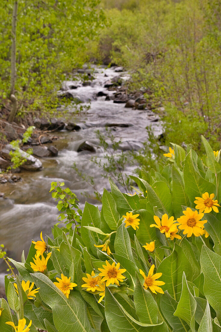 A mountain stream in the Sierras of California flowing past yellow Mules Ears flowers in the spring, sierra mountains, CA, USA