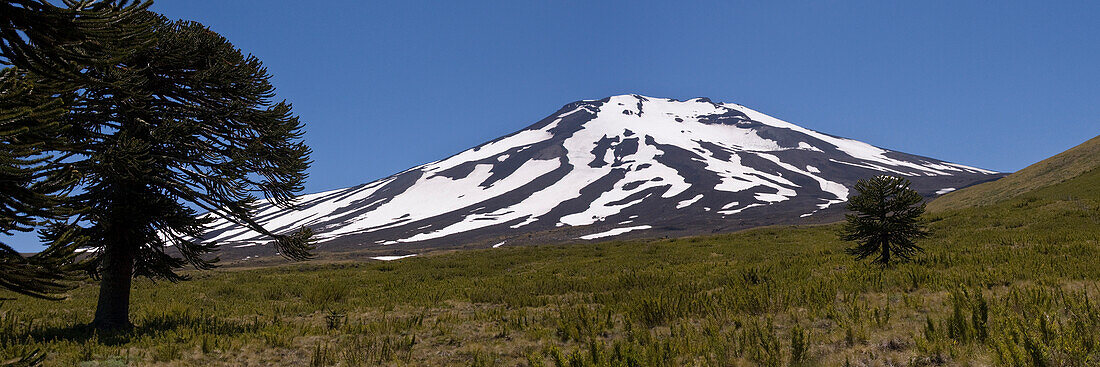 A panorama of Volcan Lonquimay with arucaria arucana trees in the Andes mountains of Chile in South America, Volcan Lonquimay, Chile