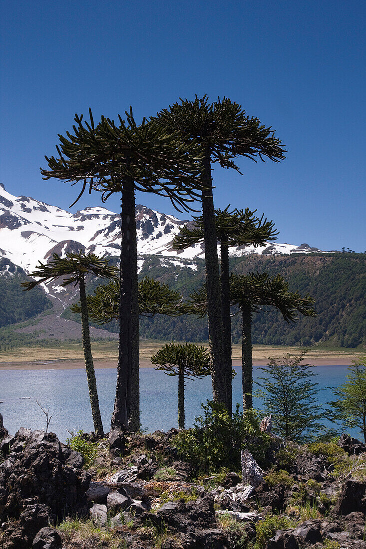 Volcan Tolhuaca and arucaria arucana trees in the the Andes mountains in Chile, Volcan Tolhuaca, Chile