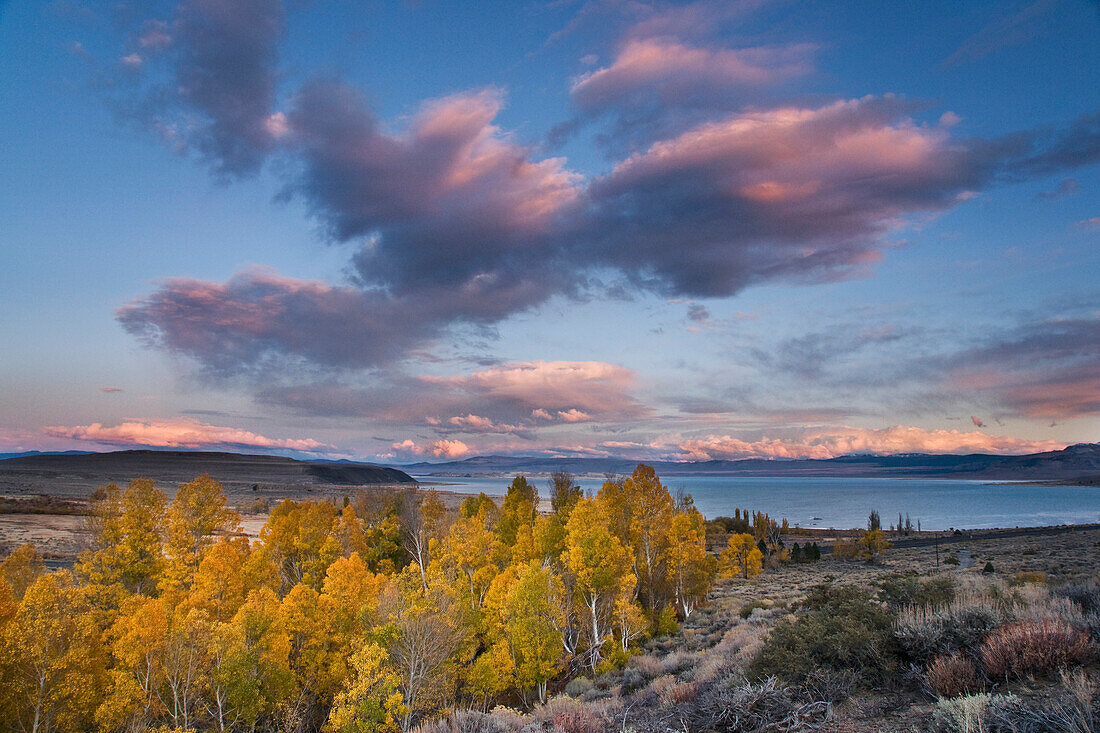 Fall yellow aspen trees with sunset clouds above Mono Lake in California, ca, usa