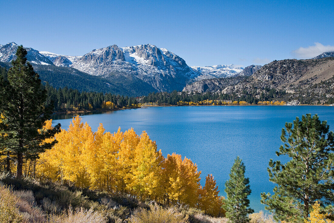 Yellow fall aspen trees with snowy mountians and June Lake in the Sierra mountains of California, ca, usa