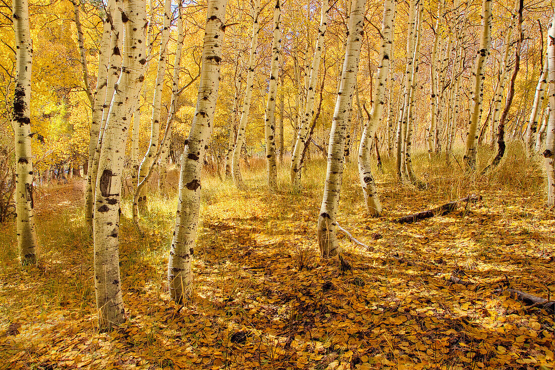 Yellow aspen trees in the fall in the Sierra mountains of California, ca, usa