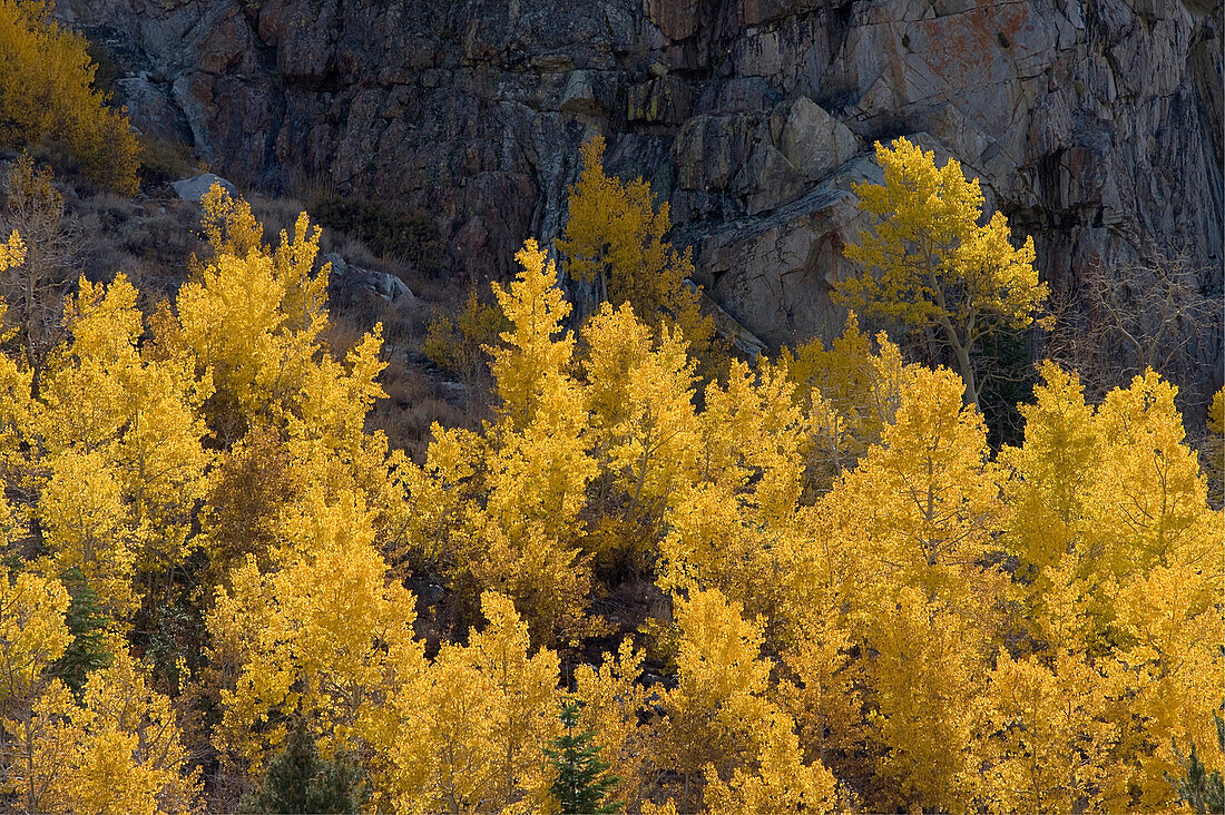 Yellow aspen trees in the fall in the Sierra mountains of California, ca, usa