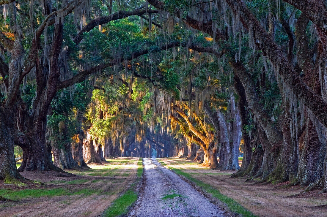 An old dirt road travels under huge live oak trees on a plantation in Yemassee, SC Yemassee, South Carolina, USA