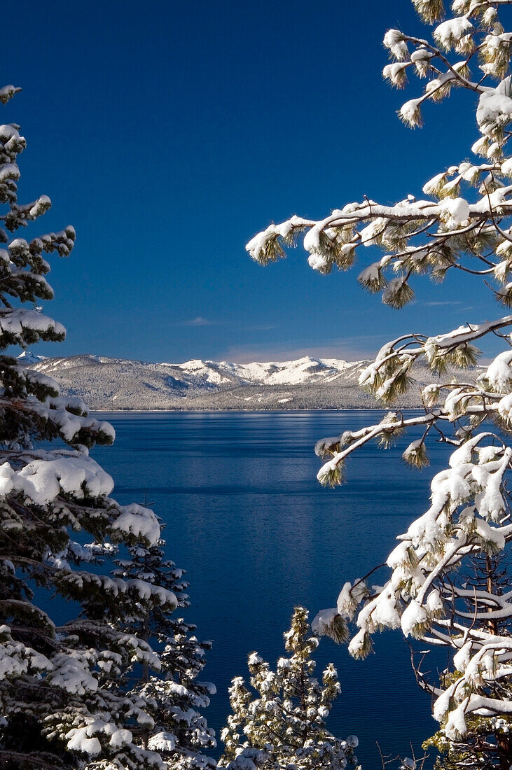 Tree branches with fresh snow frame Lake Tahoe on a clear blue sky day, Nevada Lake Tahoe, Nevada, USA