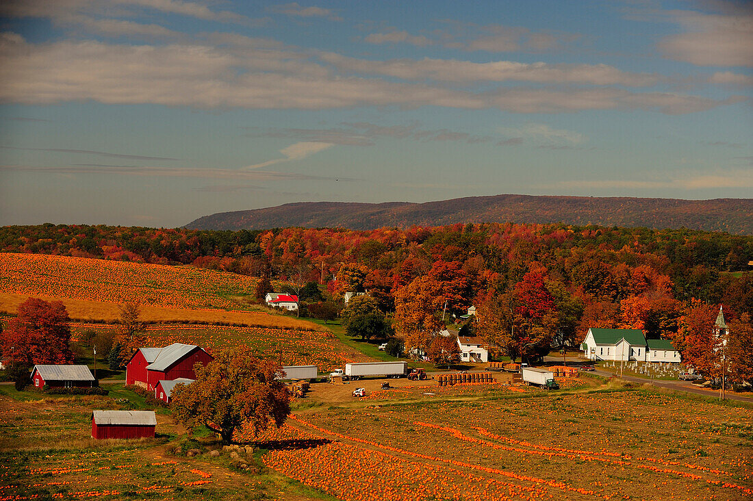 Pumpkin fields in PA, PA, USA